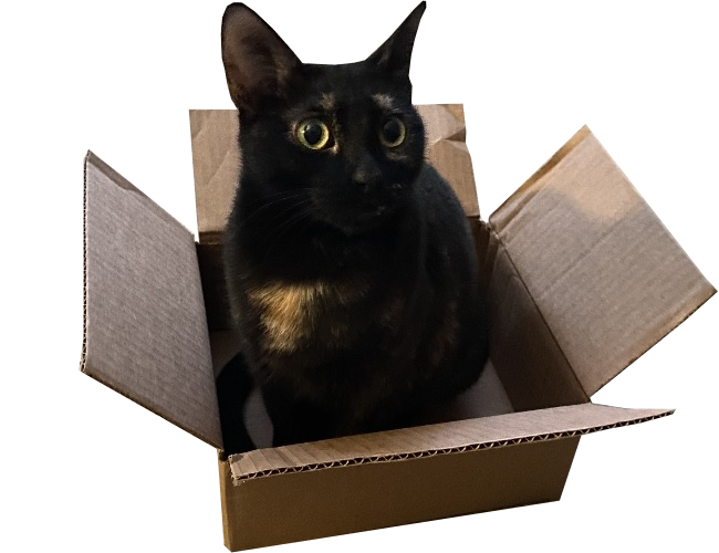 Baby the tortoiseshell cat sitting in a box