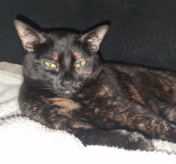 Baby resting while giving a suspicious expression